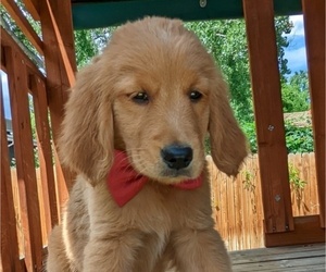 Golden Retriever Puppy for sale in ARVADA, CO, USA