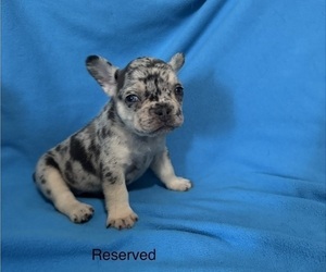 Medium French Bulldog