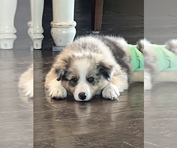 Medium Photo #1 Border Collie Puppy For Sale in FREEMAN, MO, USA