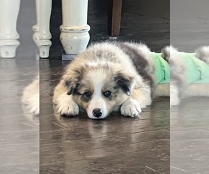 Border Collie Puppy for Sale in FREEMAN, Missouri USA