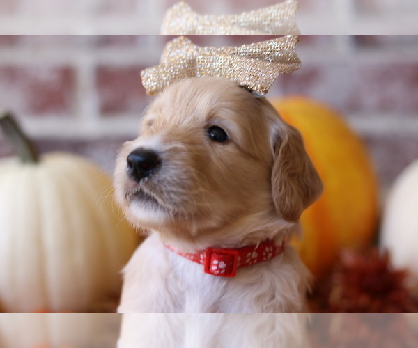 Medium Photo #8 Goldendoodle Puppy For Sale in RED OAK, TX, USA