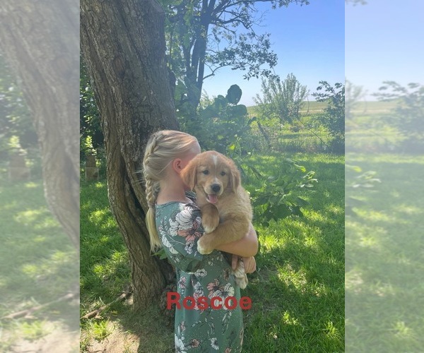 Medium Photo #6 Golden Retriever Puppy For Sale in BURNS, KS, USA