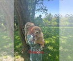 Small #5 Golden Retriever