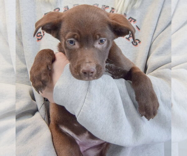 Medium Photo #3 Catahoula Leopard Dog-Labrador Retriever Mix Puppy For Sale in Huntley, IL, USA