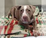 Small #1 American Pit Bull Terrier