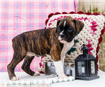 Puppy Juliett Boxer