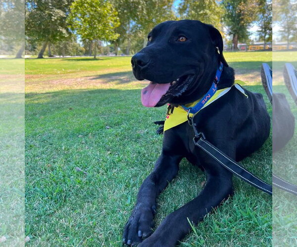 Medium Photo #1 Labrador Retriever-Unknown Mix Puppy For Sale in San Diego, CA, USA