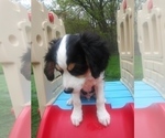 Small Photo #55 Australian Shepherd-Cavalier King Charles Spaniel Mix Puppy For Sale in HOWLAND, OH, USA