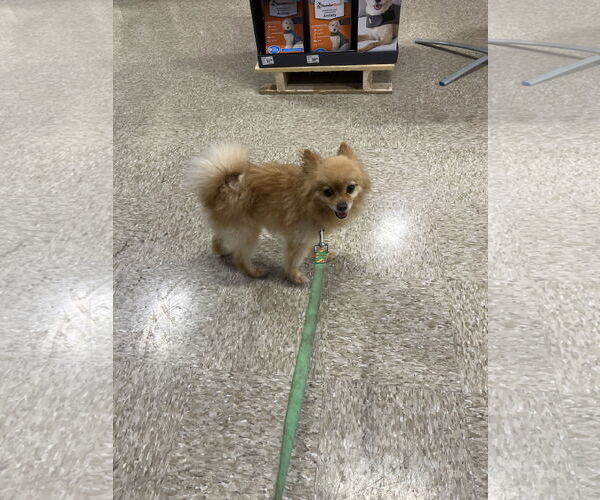 Medium Photo #3 Pomeranian Puppy For Sale in Pipe Creek, TX, USA