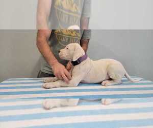 Dogo Argentino Puppy for Sale in BROOMALL, Pennsylvania USA