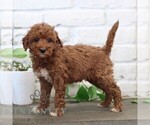 Small #2 Goldendoodle (Miniature)