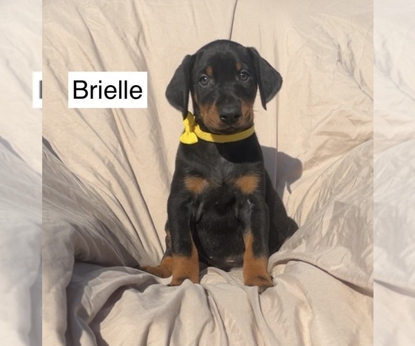 Medium Photo #4 Doberman Pinscher Puppy For Sale in POMEROY, OH, USA