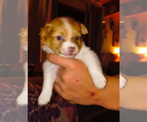 Medium Photo #8 Chiranian Puppy For Sale in WEST BRANCH, MI, USA