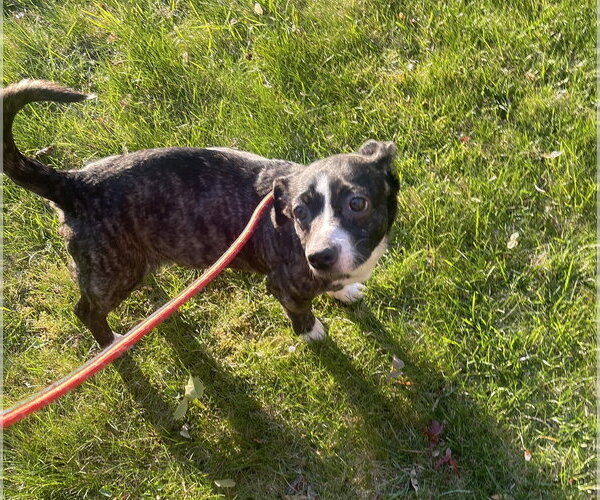 Medium Photo #1 Dachshund-Unknown Mix Puppy For Sale in Mount Laurel, NJ, USA