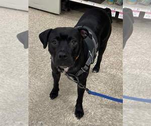 Midnight Lagoon - Male American Staffordshire Terrier-Unknown Mix Dog for Adoption - Photo #15