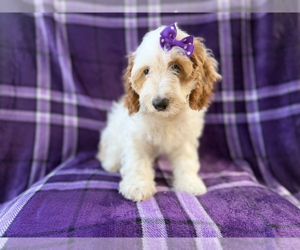 Medium Photo #3 Cock-A-Poo Puppy For Sale in LAKELAND, FL, USA
