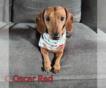 Small #1 Dachshund