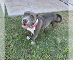 BELLA - Female Bulldog Dog for Adoption - Small photo