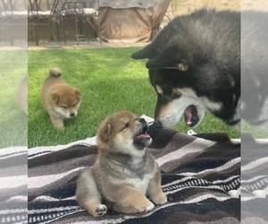 Shiba Inu Puppy for Sale in YUCCA VALLEY, California USA
