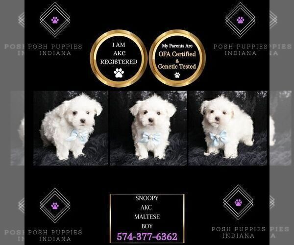 Medium Photo #2 Maltese Puppy For Sale in WARSAW, IN, USA