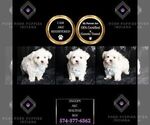 Small Photo #109 Maltese Puppy For Sale in WARSAW, IN, USA