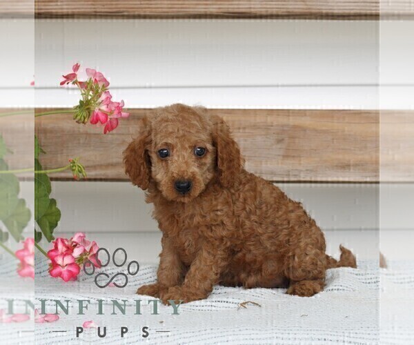 Medium Photo #1 Poodle (Miniature) Puppy For Sale in GAP, PA, USA