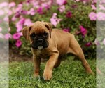 Small Boxer