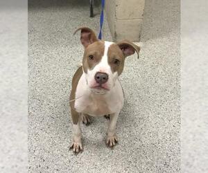 American Staffordshire Terrier Dogs for adoption in Conroe, TX, USA
