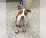 Small American Staffordshire Terrier