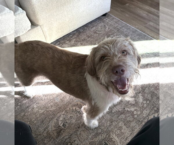 Medium Photo #2 Mutt Puppy For Sale in Fargo, ND, USA