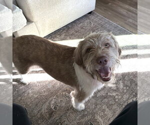 Matrix - Male Mutt Dog for Adoption - Photo #2