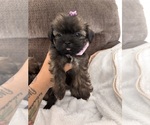Teddy bears - Female Shih Tzu Puppy for Sale - Photo #5