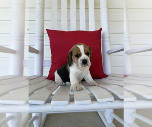 Beagle Puppy for sale in COLLINSVILLE, MS, USA