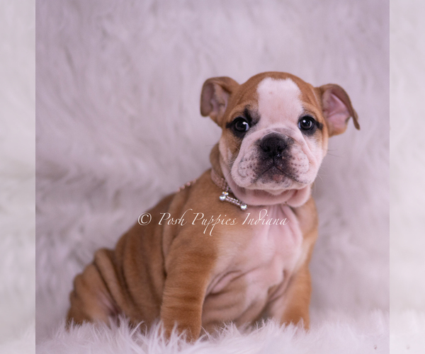 Medium Photo #7 Bulldog Puppy For Sale in WARSAW, IN, USA