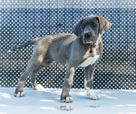 Puppy Molly Great Dane