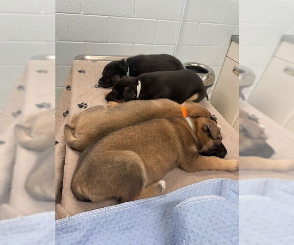 Medium Photo #2 Mutt Puppy For Sale in Kansas City, MO, USA