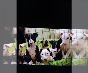 Bull Terrier Puppy for sale in SYRACUSE, NY, USA