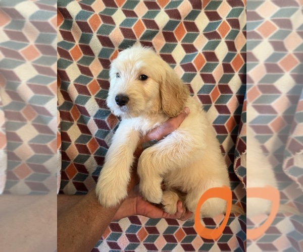 Medium Photo #13 Goldendoodle Puppy For Sale in GROTON, NY, USA