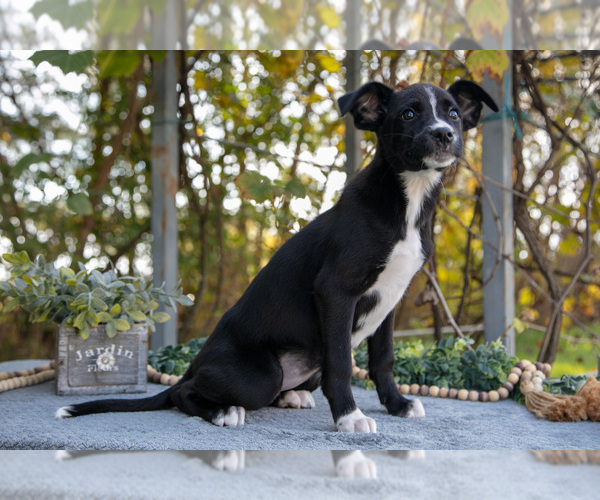 Medium Photo #2 Border Collie-Boxer Mix Puppy For Sale in MILLERSBURG, IN, USA