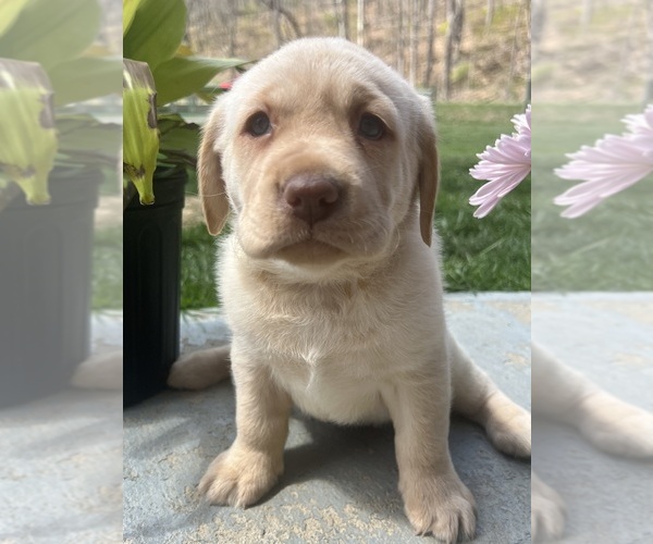 Medium Photo #1 Labrador Retriever Puppy For Sale in NEOLA, WV, USA