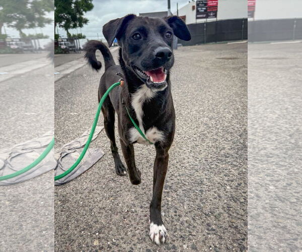 Medium Photo #5 Labrador Retriever-Unknown Mix Puppy For Sale in San Diego, CA, USA