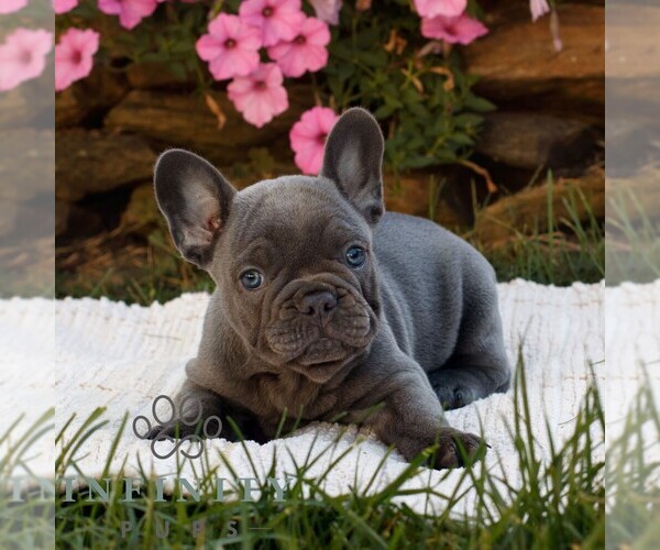 Medium Photo #3 French Bulldog Puppy For Sale in RONKS, PA, USA