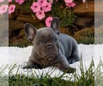 Small #2 French Bulldog