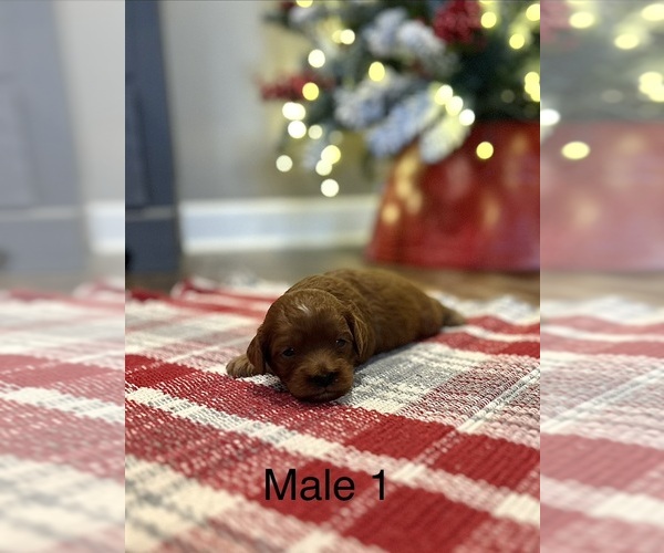 Medium Photo #2 Cavapoo Puppy For Sale in GUTHRIE, KY, USA