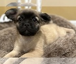 Small #10 French Bulldog