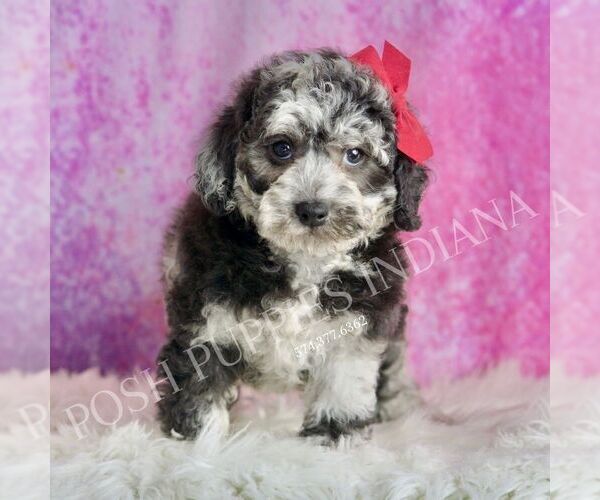 Medium Photo #2 Poodle (Toy) Puppy For Sale in WARSAW, IN, USA