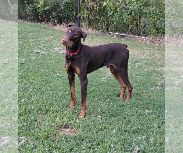 Medium Photo #4 Doberman Pinscher Puppy For Sale in Social Circle, GA, USA