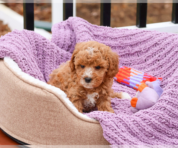 Medium Photo #3 Cavapoo (Miniature) Puppy For Sale in SYRACUSE, IN, USA