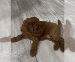 Small #1 Golden Retriever-Poodle (Toy) Mix