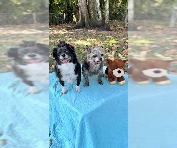 Medium Photo #14 Shih Tzu-Unknown Mix Puppy For Sale in Weston, FL, USA